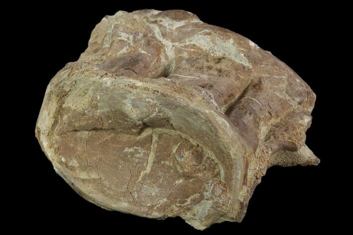 Xiphactinus (Cretaceous Fish) Vertebra - Kansas #102680